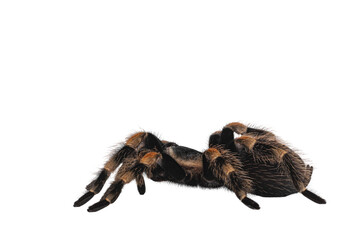 Side view of moving Mexican Redknee tarantula aka Brachypelma hamorii. Isolated cutout on transparent background.