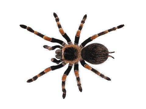 Top view of Mexican Redknee tarantula aka Brachypelma hamorii. Isolated cutout on transparent background.
