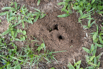 Fire Ant's Hill cone of soil and dirt made by ants digging the ground. Pest Control Conceptual photo