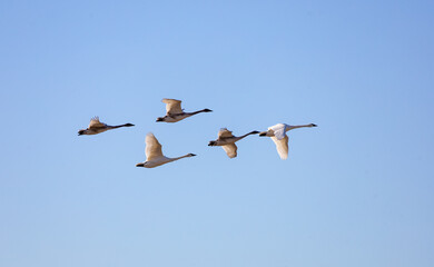 swans flying over the Missouri river near Alton il