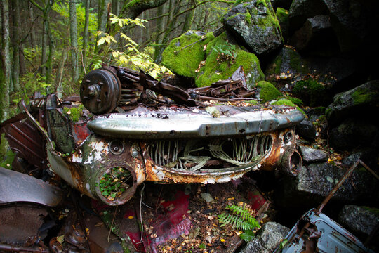 Rusty abandoned car wreck overgrown in forest