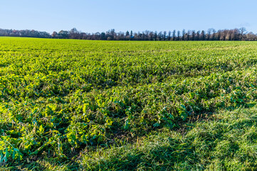 A view of a field of newly planted Rapeseed near to Lubenham, UK in winter