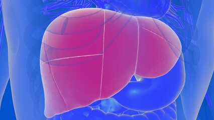 Liver human digestive anatomy for medical concept 3D rendering
