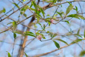 Peach blossom blooms on Vietnamese Lunar New Year