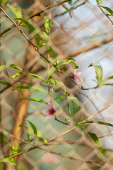 Peach blossom blooms on Vietnamese Lunar New Year