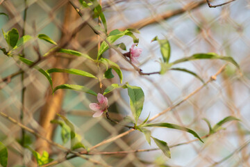 Peach blossom blooms on Vietnamese Lunar New Year