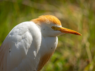 Cattle Egret