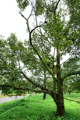 Durian orchard garden
