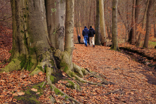 An old beech along the hiking trail Mühlenteich (mill pond) at Dammsmühle Castle in winter, federal state of Brandenburg - Germany