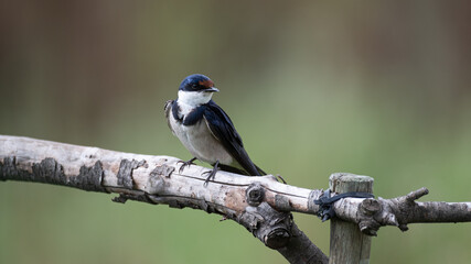 Hirundo albigularis - White-throated swallow - Hirondelle à gorge blanche © Thomas