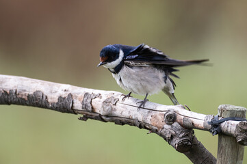 Hirundo albigularis - White-throated swallow - Hirondelle à gorge blanche