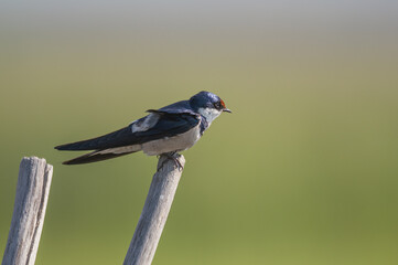 Hirundo albigularis - White-throated swallow - Hirondelle à gorge blanche © Thomas