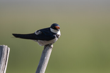 Hirundo albigularis - White-throated swallow - Hirondelle à gorge blanche © Thomas