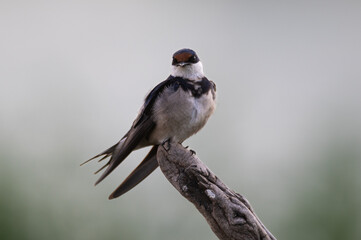 Hirundo albigularis - White-throated swallow - Hirondelle à gorge blanche © Thomas