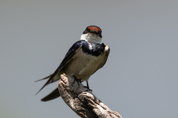 Hirundo albigularis - White-throated swallow - Hirondelle à gorge blanche © Thomas