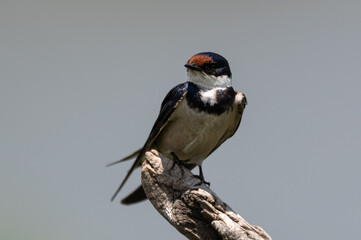 Hirundo albigularis - White-throated swallow - Hirondelle à gorge blanche
