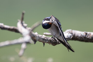 Hirundo albigularis - White-throated swallow - Hirondelle à gorge blanche © Thomas