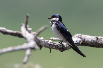 Hirundo albigularis - White-throated swallow - Hirondelle à gorge blanche © Thomas