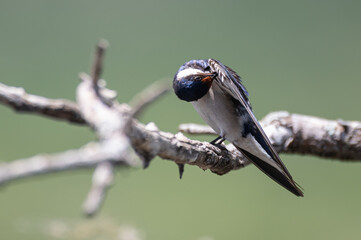 Hirundo albigularis - White-throated swallow - Hirondelle à gorge blanche