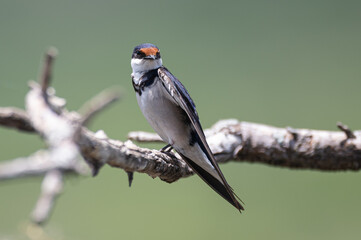 Hirundo albigularis - White-throated swallow - Hirondelle à gorge blanche © Thomas