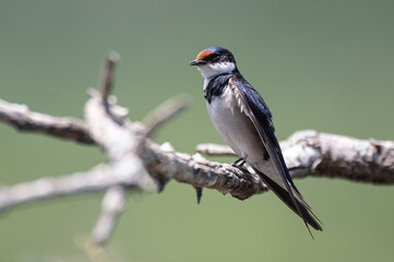 Hirundo albigularis - White-throated swallow - Hirondelle à gorge blanche © Thomas