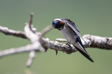 Hirundo albigularis - White-throated swallow - Hirondelle à gorge blanche © Thomas
