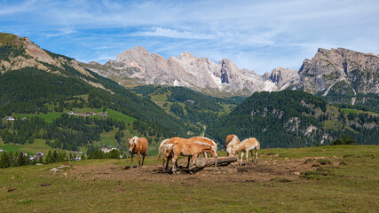 Fototapeta na wymiar Horses at the high plateau of Monte Pana near St. Christina in the Dolomites mountains, South Tyrol, Italy