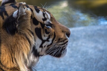portrait of a bengal tiger