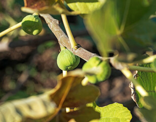 green fig fruits on a branch in a spring garden. Fig tree. - 556723505