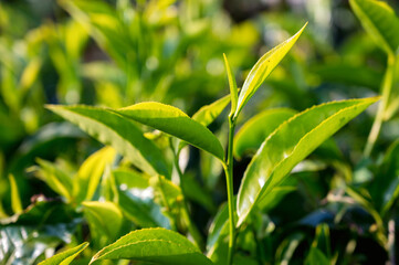 Obraz premium Close-up photograph of tender fresh tea bud and leaves