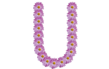 Letter U made with pink flower isolated on white background. Spring concept idea.