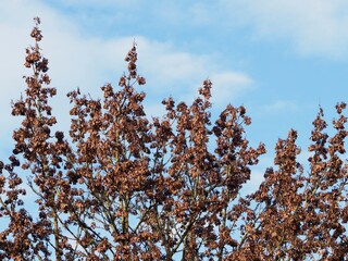 Jahreszeit - welke braune Blätter im Herbst