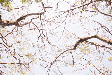 conceptual images and ideas branches of a tree