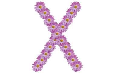 Letter X made with pink flower isolated on white background. Spring concept idea.
