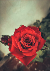 red rose on old wooden background