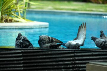 pigeons by the pool