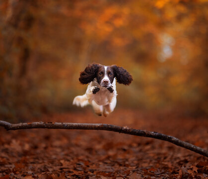 American Cocker Spaniel