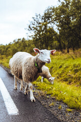 Obraz premium Norway Nature and Camping