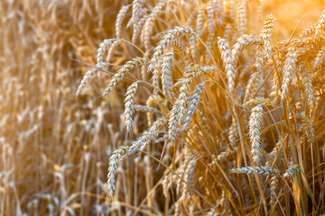 Golden ears of wheat in the field.