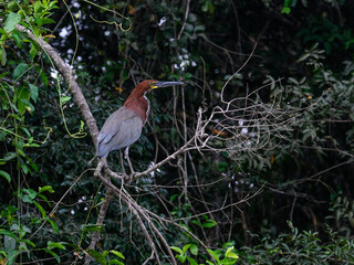 Rufescent Tiger-Heron standing on tree branch