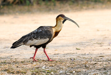 Buff-necked Ibis walking , closeup portrait