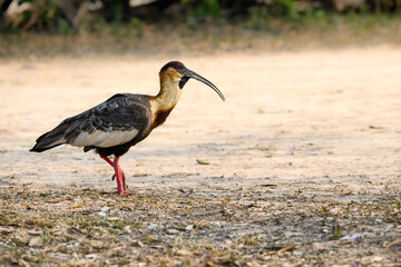 Buff-necked Ibis walking , closeup portrait