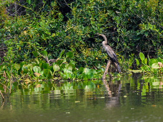 Anhinga standing on tree root against trees with green leaves