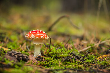 red mushroom in the forest