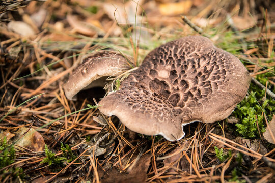 Sarcodon Bilder Durchsuchen 151 Archivfotos, und