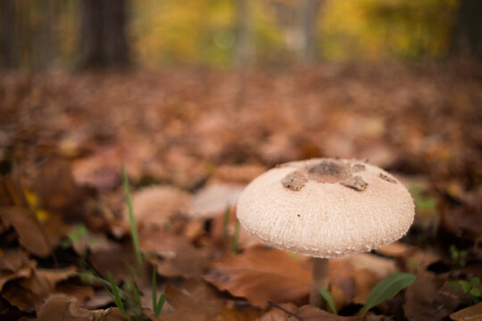 czubajka gwiaździsta, czubajna sutkowa, mushroom in the forest, parasol mushroom, macrolepiota procera, macrolepiota konradii