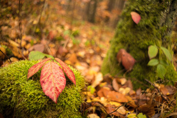 autumn leaves on the ground