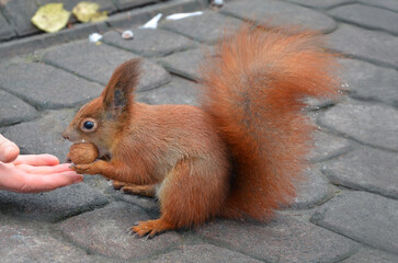 Redhead fluffy European  squirrel stands on a gray cobblestone road in the park  in winter day and eats nut from human hand  . Take care for wild animals in winter concept.	