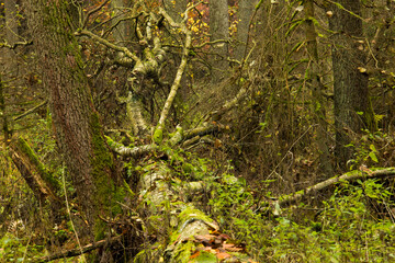 Fototapeta premium Coarse woody debris, CWD, coarse woody habitat, CWH