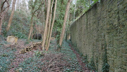 Promenade dans la nature, longeant un mur historique envahi par la nature, des branches et des lierres et de la mousse, mur en pierre, batiment historique, bois coupé, vert, marron